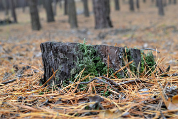 moss on tree