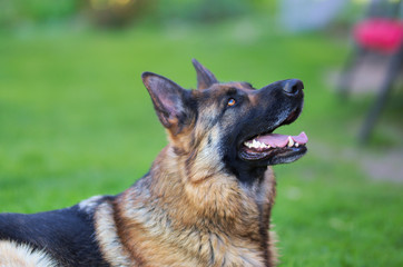 Portrait of beautiful Young Brown German Shepherd Dog Close Up.