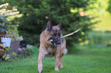 Beautiful Young Brown German Shepherd Dog Close Up.