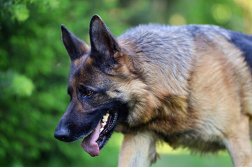 Obraz premium Walking piękny młody brązowy Owczarek niemiecki z bliska.