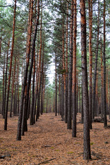 forest in autumn