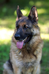 Portrait of beautiful Young Brown German Shepherd Dog Close Up.