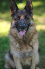 Portrait of beautiful Young Brown German Shepherd Dog Close Up.