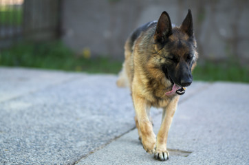 Walking beautiful Young Brown German Shepherd Dog Close Up.