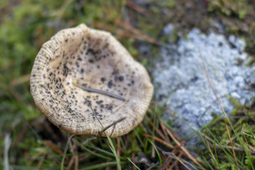 mushroom in the forest