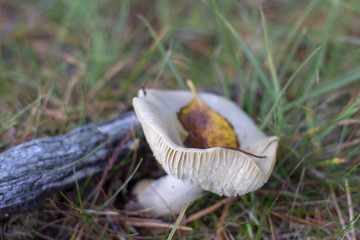 mushrooms in the grass