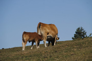 Vaca y ternera en un prado