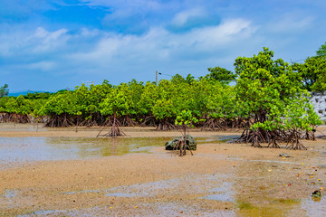 沖縄石垣島　マングローブの群生