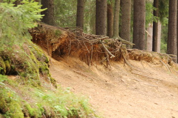 roots of tree