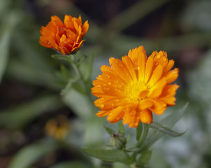 orange flower in the garden