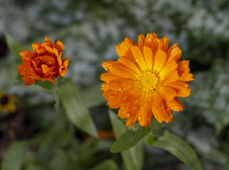 orange flower in the garden
