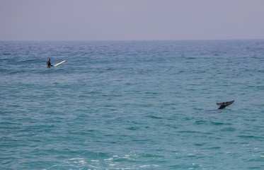 Surfing with a dolphin