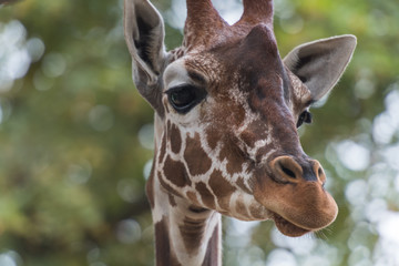 Kopf einer Giraffe mit Blick nach rechts