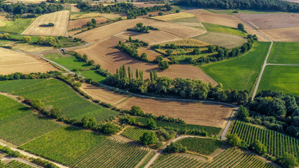 Aerial view of a green summer vineyard 