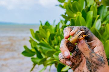 沖縄石垣島　シオマネキ