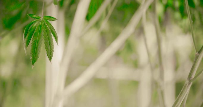 Cannabis Leaf Marijuana Growing Concept Background