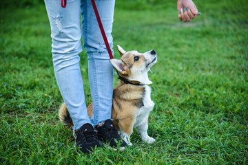 Welsh Corgi puppy