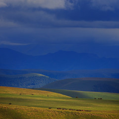 Alpine pasture in the forest for horses.