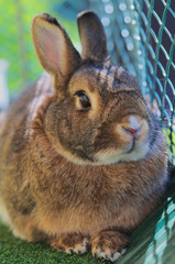 Portrait of Domesticated Rabbit