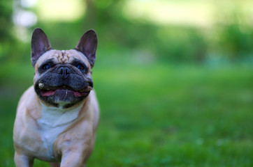 Close up portrait of a French Bulldog