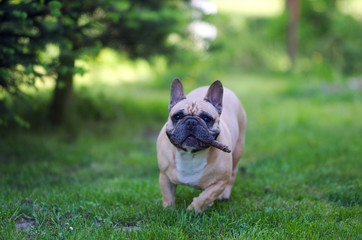 Fototapeta premium Close up portrait of a French Bulldog