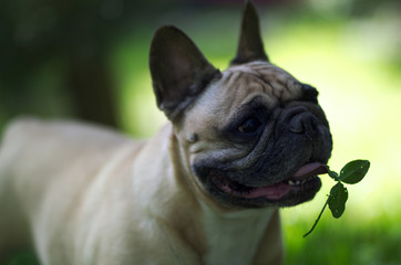 Fototapeta premium Close up portrait of a French Bulldog