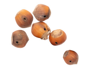 Nut damage, holes from hazelnut weevils, Curculio nucum. Isolated on white.