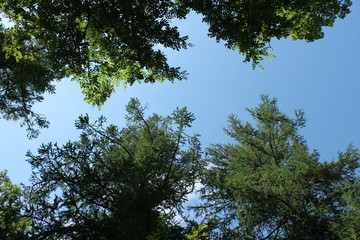 Fototapeta premium trees and sky