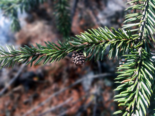 pine tree branch with cones