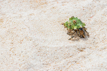 沖縄石垣島　ビーチのオカヤドカリ