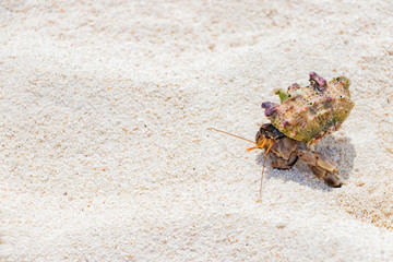 沖縄石垣島　ビーチのオカヤドカリ