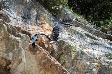 Grifone in atterraggio nella località 