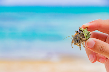 沖縄石垣島　川平タバガーとオカヤドカリ