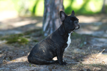 Sitting french bulldog