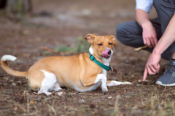 Lying jack russel terrier, dog. Portrait photo.