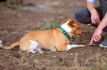 Lying jack russel terrier, dog. Portrait photo.