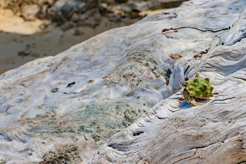 沖縄石垣島　流木とオカヤドカリ