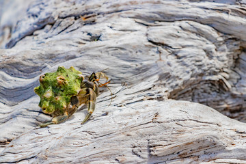 沖縄石垣島　川平タバガーのオカヤドカリ