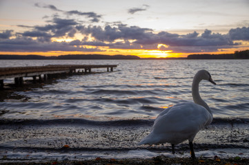 swan on the shore of the lake during sunset