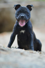 Sitting staffordshire bull terrier dog