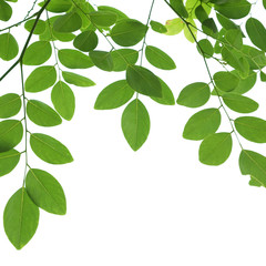 Obraz premium tree branch isolated