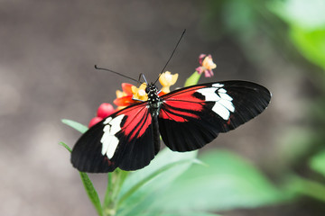 Heliconius Schmetterling