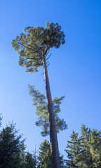 Haut pin sylvestre d'Europe (Pinus sylvestris) ou pin du Nord. au tronc élancé et nu et à l'écorce ocre-rouge.