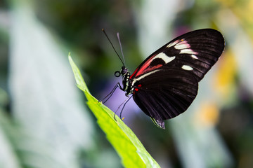Heliconius Schmetterling