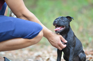 Sitting staffordshire bull terrier dog, portrait photo