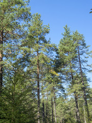 Haut pin sylvestre d'Europe (Pinus sylvestris) ou pin du Nord. au tronc élancé et nu et à l'écorce ocre-rouge. 