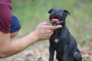 Sitting staffordshire bull terrier dog, portrait photo.