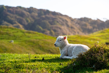 A sheep grazing on the green farm. Fresh sunny with a warm light day.