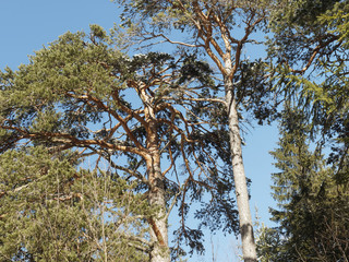 La cime de hauts pins sylvestres (pinus sylvestris)