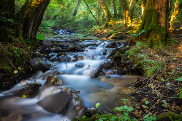 cascades and mini waterfalls on a small forest stream. The stream is created on the springs at the...